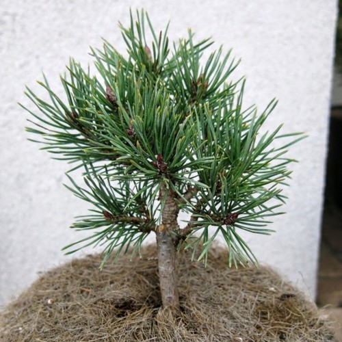 Pinus sylvestris var. lapponica 'Polar Wind' - Harilik mänd 'Polar Wind' C5/5L